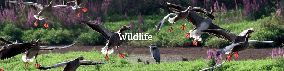 Gloucestershire Wildlife Trust banner