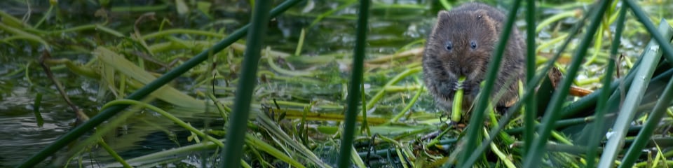 Thames Rivers Trust banner