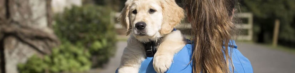 VETERANS WITH DOGS banner