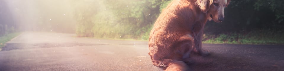 Whispaws Animal Sanctuary banner