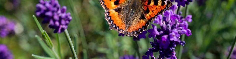 Cumbria Wildlife Trust banner