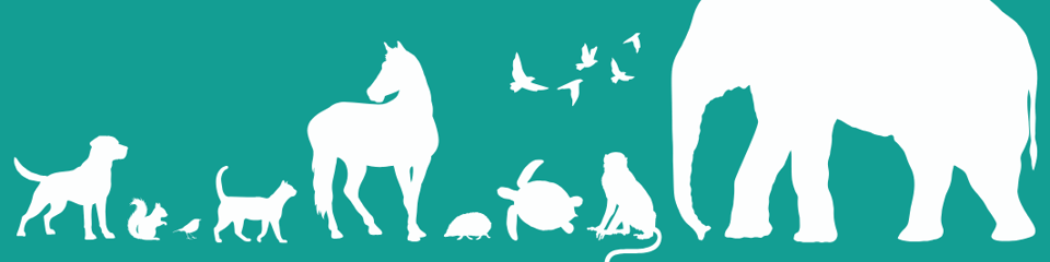 Jean Sainsbury Animal Welfare Trust banner